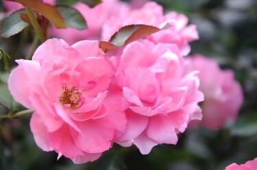 【勘違い注意】耐震改修は義務ではない？【結論：耐震診断をして報告することが義務】